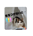 うちのにゃん's 6（個別スタンプ：4）