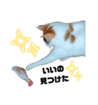 うちのにゃん's 6（個別スタンプ：5）