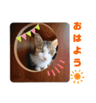 うちのにゃん's 6（個別スタンプ：6）