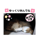 うちのにゃん's 6（個別スタンプ：11）