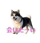 秋田犬.（個別スタンプ：40）