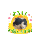 番猫ももにゃ <動くver.>（個別スタンプ：11）