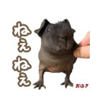 フェレズスタンプ⑧（個別スタンプ：3）