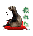 フェレズスタンプ⑧（個別スタンプ：5）