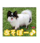 フェレズスタンプ⑧（個別スタンプ：6）