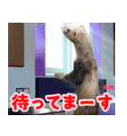 フェレズスタンプ⑧（個別スタンプ：9）