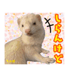 フェレズスタンプ⑧（個別スタンプ：15）