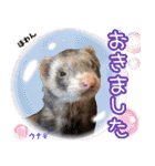 フェレズスタンプ⑧（個別スタンプ：16）