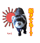 フェレズスタンプ⑧（個別スタンプ：18）