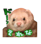 フェレズスタンプ⑧（個別スタンプ：22）