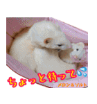 フェレズスタンプ⑧（個別スタンプ：24）
