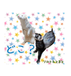 フェレズスタンプ⑧（個別スタンプ：25）