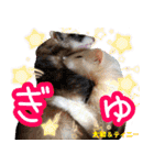 フェレズスタンプ⑧（個別スタンプ：34）