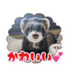 フェレズスタンプ⑧（個別スタンプ：38）