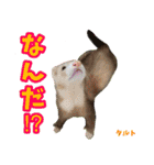 フェレズスタンプ⑧（個別スタンプ：39）