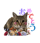 ねこの御言葉（個別スタンプ：2）