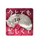 ねこの御言葉（個別スタンプ：3）