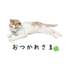 ねこの御言葉（個別スタンプ：4）