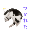 ねこの御言葉（個別スタンプ：5）