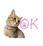 ねこの御言葉（個別スタンプ：6）