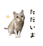 ねこの御言葉（個別スタンプ：7）