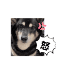 我が家の黒柴レオ（柴犬）2（個別スタンプ：9）