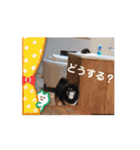 我が家の黒柴レオ（柴犬）2（個別スタンプ：12）