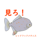 Tァの淡水魚スタンプ（個別スタンプ：3）