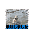 [動く]パグ✖️ペキ はなまる日記（個別スタンプ：6）