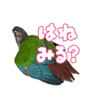 ウロコインコのりょくちゃん（個別スタンプ：4）