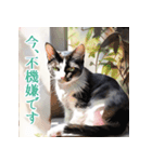 水彩猫さんのお気持ち（個別スタンプ：10）