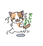 ほうせんか猫の部屋 猫イラストスタンプ5（個別スタンプ：10）