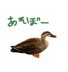 鳥類代表（個別スタンプ：1）