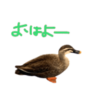 鳥類代表（個別スタンプ：3）