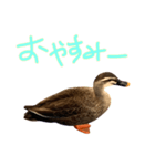 鳥類代表（個別スタンプ：4）