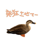 鳥類代表（個別スタンプ：10）