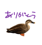 鳥類代表（個別スタンプ：12）