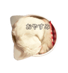 琥珀せんせいスタンプ（個別スタンプ：2）