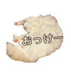 琥珀せんせいスタンプ（個別スタンプ：6）