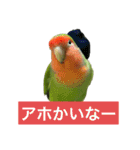 コザクラインコのうめちゃん7-3（個別スタンプ：3）