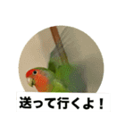 コザクラインコのうめちゃん7-3（個別スタンプ：5）