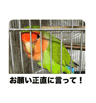 コザクラインコのうめちゃん7-3（個別スタンプ：17）