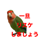 コザクラインコのうめちゃん7-3（個別スタンプ：18）