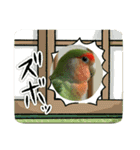 コザクラインコのうめちゃん7-3（個別スタンプ：24）