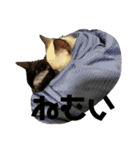 お酒とネコ好きな人 日常会話（個別スタンプ：11）