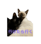 お酒とネコ好きな人 日常会話（個別スタンプ：16）