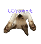 お酒とネコ好きな人 日常会話（個別スタンプ：17）
