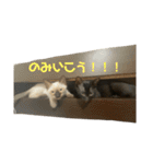 お酒とネコ好きな人 日常会話（個別スタンプ：18）
