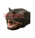 お酒とネコ好きな人 日常会話（個別スタンプ：24）
