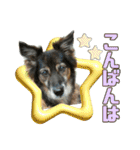 チェルシー（ちぇる子）（個別スタンプ：3）